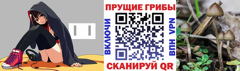 Галлюциногенные грибы Psilocybe  маркетплейс состав  Щёлково  omg зеркало 